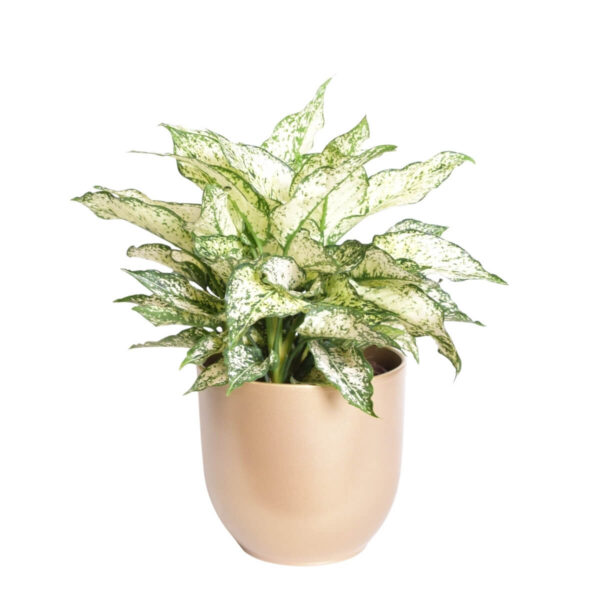 Aglaoneema 'White Kiwi' P19