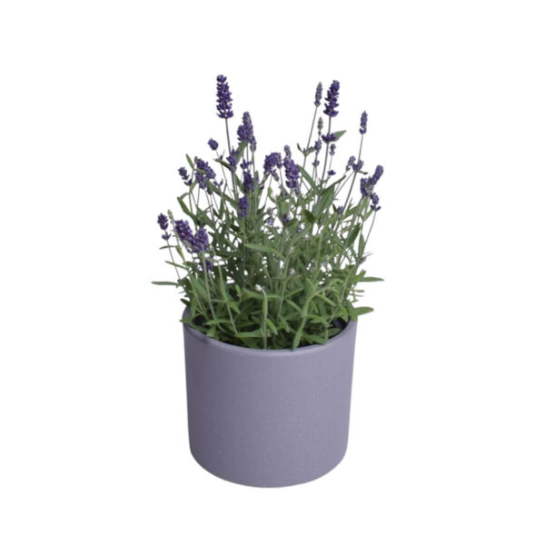 Tähklavendel 'Blue Scent' P12 30cm