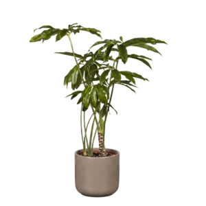 Filodendron ‘Funny Bunny’ P27 80cm