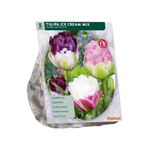 Tulp ‘Ice Cream’ segu 5tk
