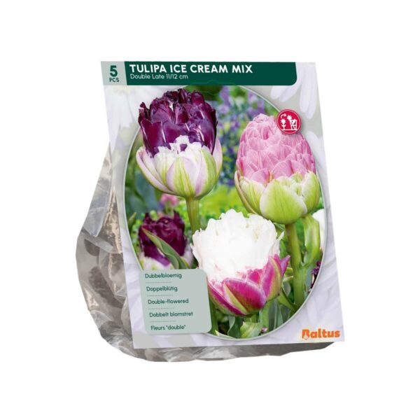 Tulp 'Ice Cream' segu 5tk