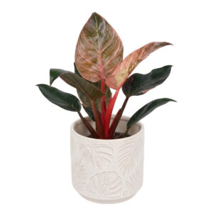Filodendron ‘Pink Bikini’ P12