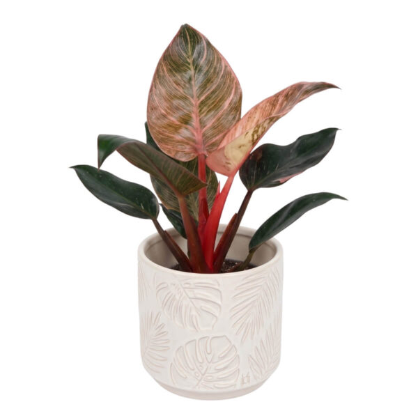 Filodendron 'Pink Bikini' P12