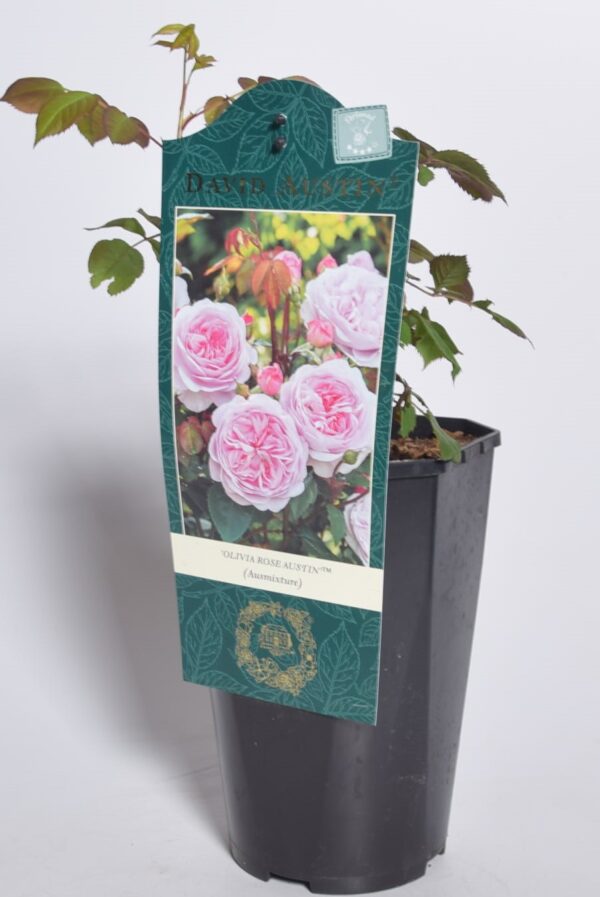 Põõsasroos 'Olivia Rose Austin' P23