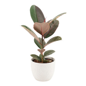 Kummi-viigipuu ‘Pink Camouflage’ P17