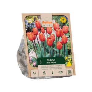 Tulp ‘Annie Schilder’ 5tk