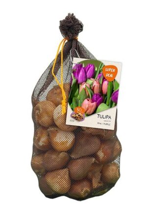 Tulp segu roosa+lilla plastikvõrgus 30tk