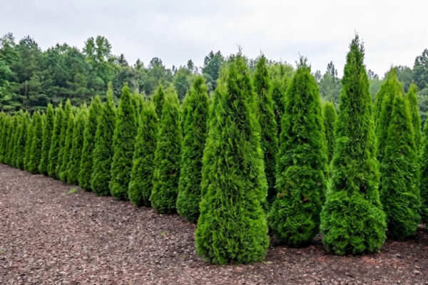 Harilik elupuu 'Pyramidalis Compacta' P34 175-200cm