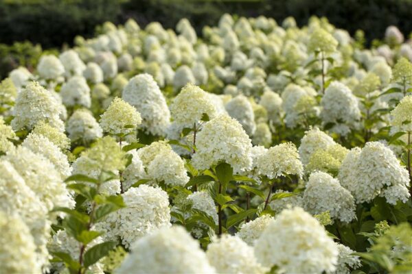 Aedhortensia 'Limelight' P17