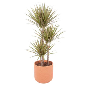 Ääris-draakonipuu ‘Bicolor’ P24 95cm 3 tüve