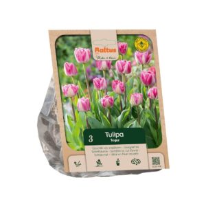 Tulp ‘Voque’ 3tk