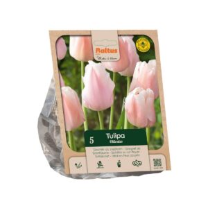 Tulp ‘Ollioules’ 5tk