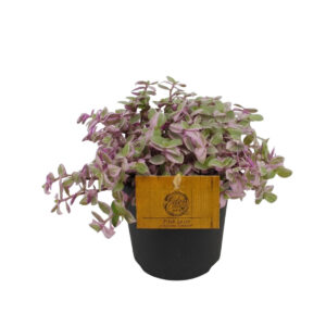 Rippkalliisia ‘Rosato’ P10,5