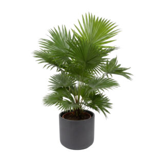 Ümaralehine saribuspalm P21 80cm (lehvikpalm)