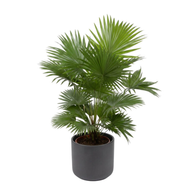 Ümaralehine saribuspalm P21 80cm (lehvikpalm)