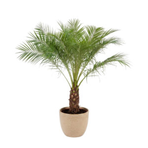 Laose datlipalm P30 150cm