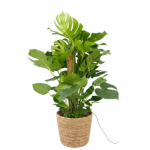 Meeldiv monstera P27 55cm