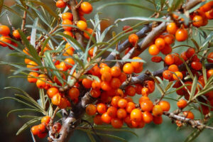 Harilik astelpaju ‘Friesdorfer Orange’ P23 isetolmlev