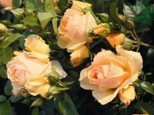 Floribundroos ‘Hansestadt Rostock’ P23