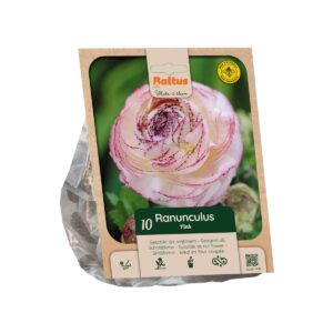 Tulikas ‘Picotee Pink’ 10tk