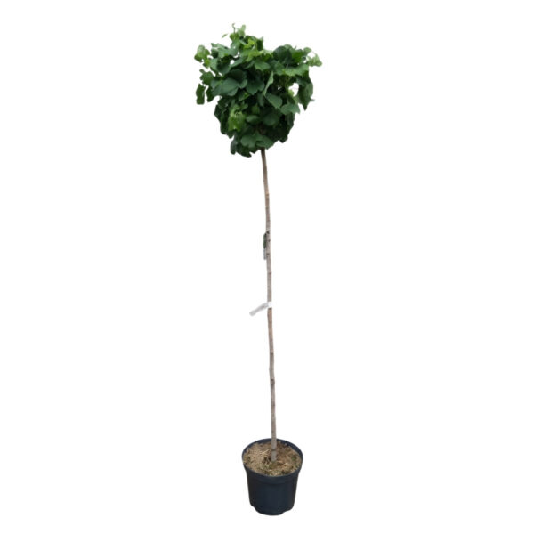 Hõlmikpuu 'Mariken' P30 150cm tüvel