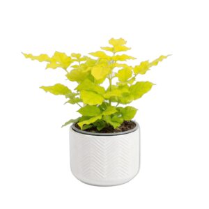 Hiina pasunapuu ‘Revigolden’ P14 20cm