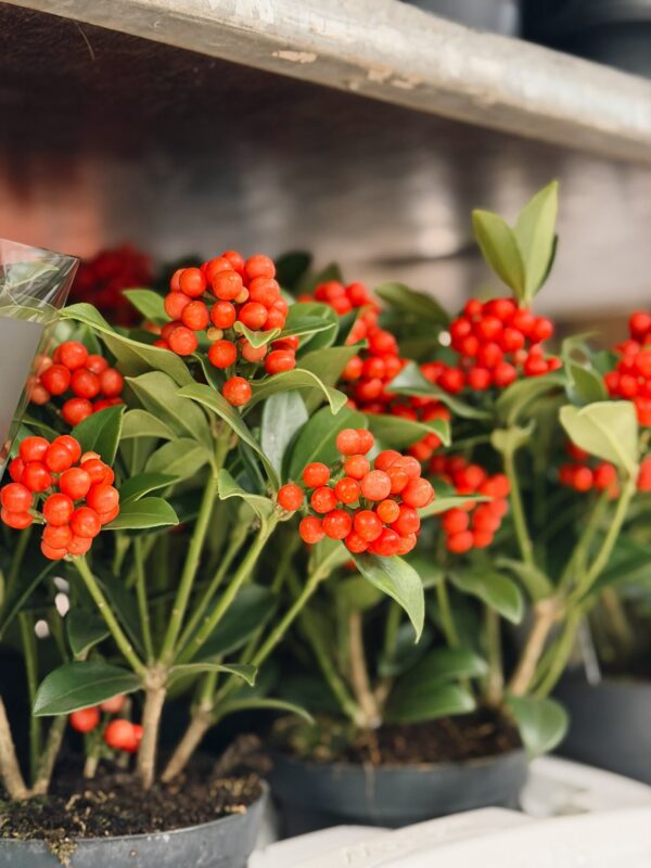Jaapani skimmia 'O'Berries Red' P12
