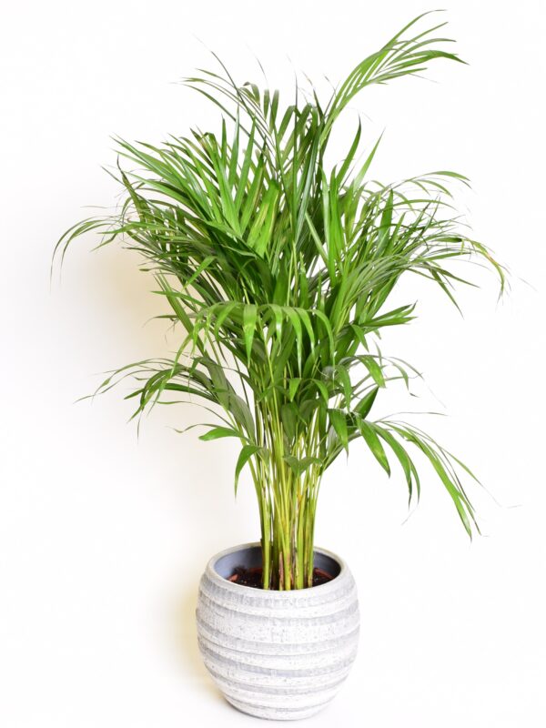 Kollakas pisipalm (kuldviljakpalm) P20 100cm