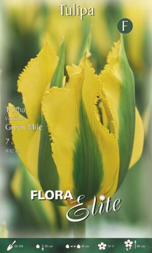 Tulp ‘Green Mile’ 7tk
