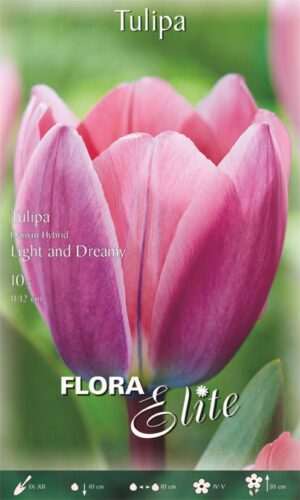 Tulp ‘Light and Dreamy’ 10tk