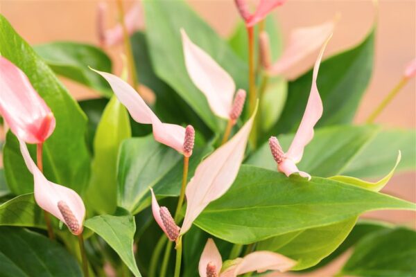 Flamingolill 'Lilli' P9 ümbrispotis