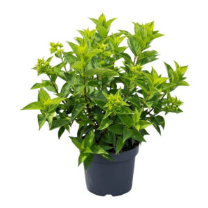 Aedhortensia ‘Gardenlights PinkLight’ P26 40cm