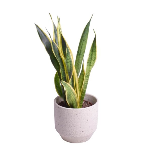 Kolmevöödiline havisaba 'Laurentii' P17 40-50cm