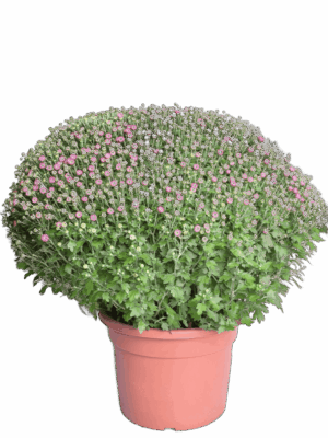 Krüsanteem P33 50cm suur pall