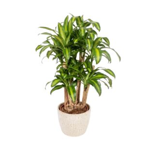 Lõhnav draakonipuu ‘Massangeana’ P34 120cm