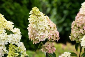 Aedhortensia ‘Fraise Melba’ C5 30-35cm