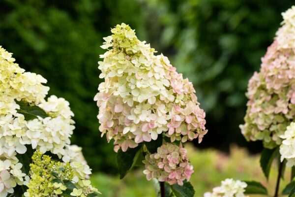 Aedhortensia 'Fraise Melba' C5 30-35cm
