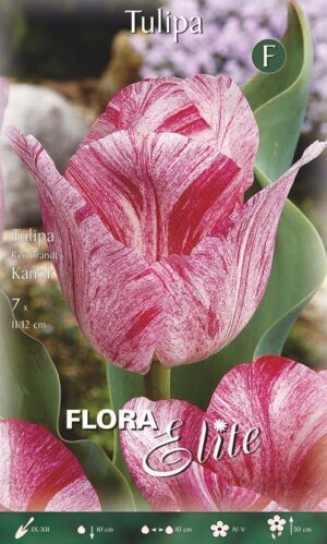 Tulp ‘Kanok’ 7tk