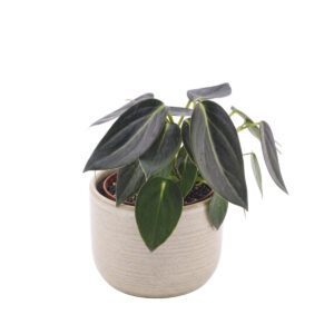 Heleroodne peperoomia ‘Vanilla’ P12
