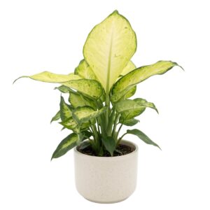 Diifenbahhia ‘Avocado’ P17