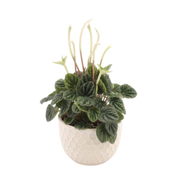 Keerdlehine peperoomia 'Lilian' P12