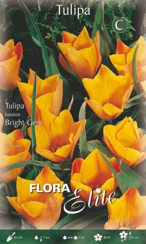Tulp ‘Bright Gem’ 10tk