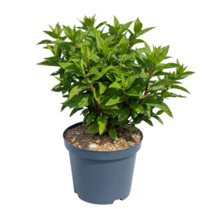 Aedhortensia ‘Bloody Marie’ P29 60-80cm