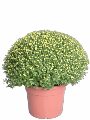 Krüsanteem P33 50cm suur pall