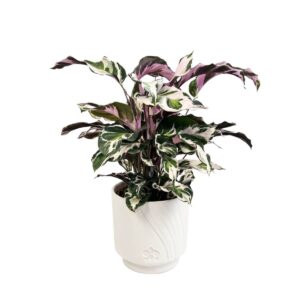 Tiigerlehik ‘Stella’ P19