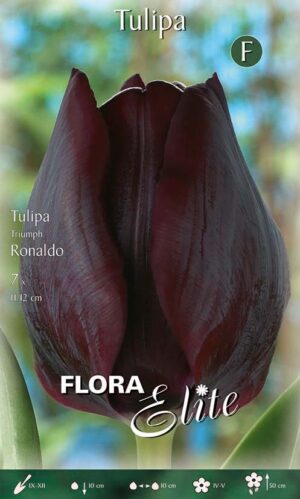 Tulp ‘Ronaldo’ 7tk