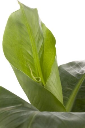 Hiina banaan ‘Tropicana’ P12 30cm