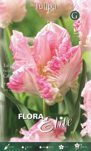 Tulp ‘Cabanna’ 7tk