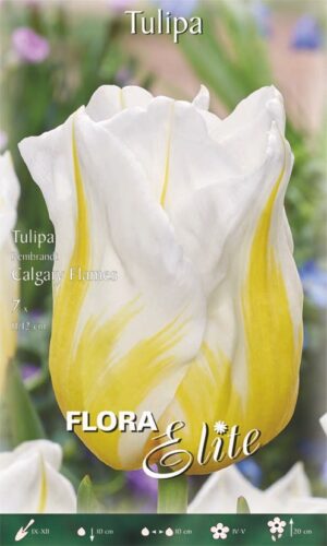 Tulp ‘Calgary Flames’ 7tk