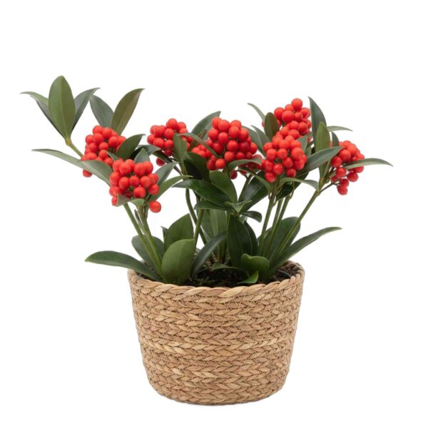 Jaapani skimmia 'O'Berries Red' P12